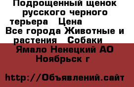 Подрощенный щенок русского черного терьера › Цена ­ 35 000 - Все города Животные и растения » Собаки   . Ямало-Ненецкий АО,Ноябрьск г.